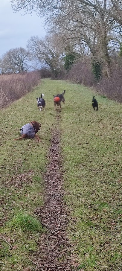 Fever Education Canine, Dresseur De Chiens à Périers-en-Auge