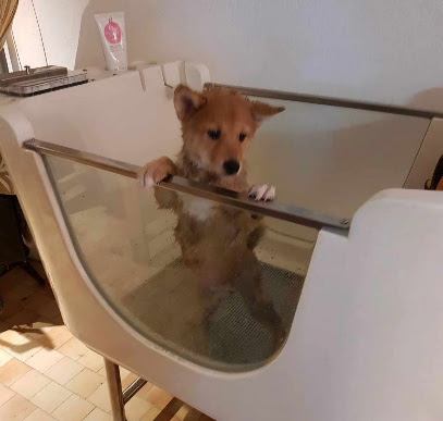 Cani Balneo, Dresseur De Chiens à Lozanne