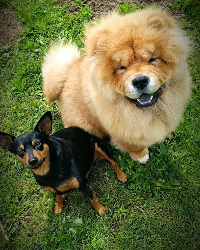 Les Grands Chenils De L'ouest, Pension pour Chiens à Bouguenais