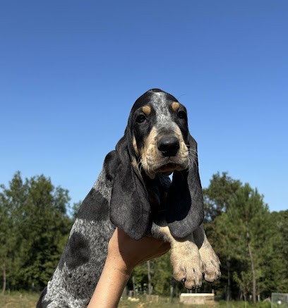 Élevage des bleus du Périgord Noir, Eleveur de Chiens à Rouffignac-Saint-Cernin-de-Reilhac