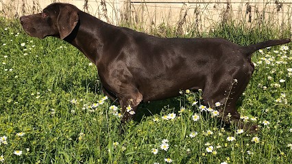 Pension Canine. Pas De Calais, Pension pour Chiens à Siracourt