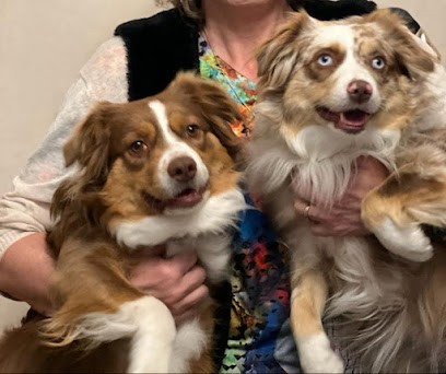 Berger Américain Miniature, Elevage Sainte Clotilde, Eleveur de Chiens à Gagny