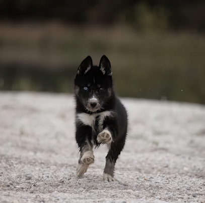 Elevage Legendary White Fang Éleveur De Chiens à Épuisay
