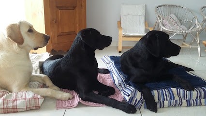 Connexion Canine Lyon - Éducateur Canin Lyon, Dresseur de Chiens à Saint-Priest