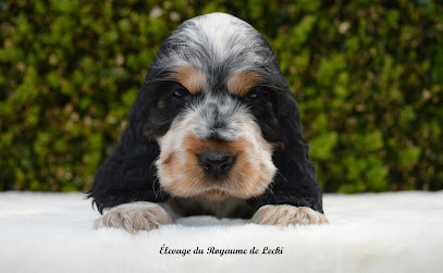 Élevage & Toilettage : Le Royaume De Lecki, Éleveur De Chiens à Millam