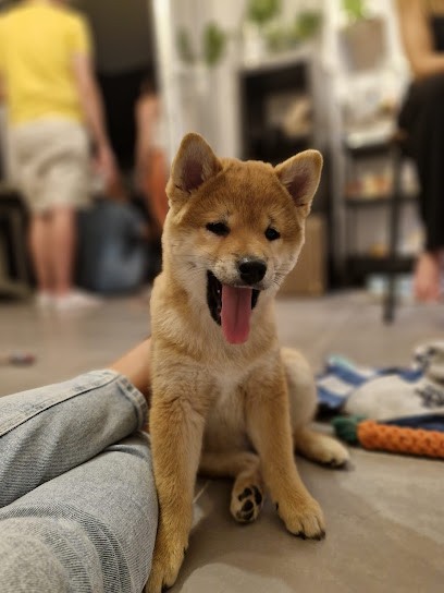 Au Village du Chiot, Eleveur de Chiens à Saint-Père-sur-Loire