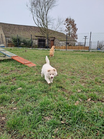 Laplume enchantée, Pension pour Chiens à Laplume