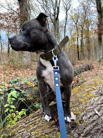 Dog's Life - éducateur canin, Dresseur de Chiens à Saint-Jean-de-la-Ruelle