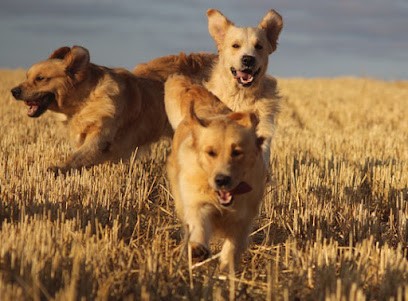 Butterfl'Highland Golden Retriever, Eleveur de Chiens à Lailly