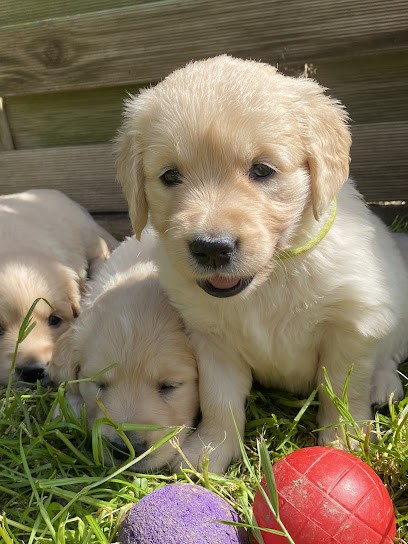 Elevage de l'Analouesten, Eleveur de Chiens à Bain-de-Bretagne