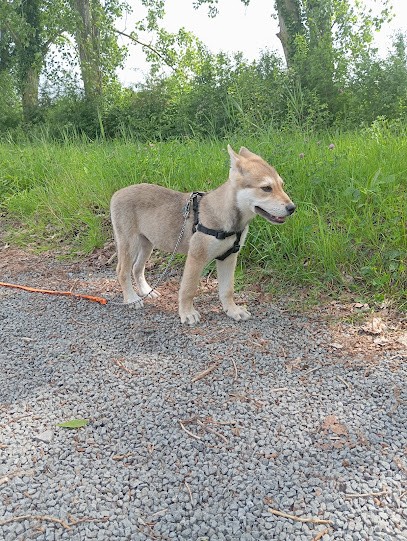 Les loups du nord, Eleveur de Chiens à Anhiers