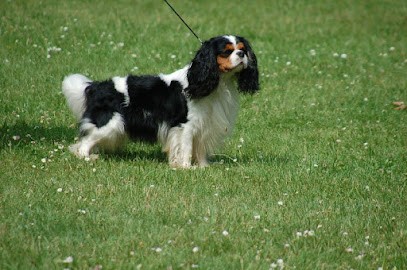 Chiots : Chihuahua - Dogue Allemand - Russkiy Toy - Cavaliers King Charles, Eleveur de Chiens à Pecquencourt