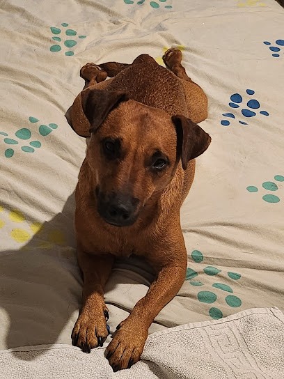 Black Fell Terriers, Eleveur de Chiens à Bonneval