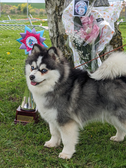 Pomsky De La Vallée De L'herbasse Éleveur De Chiens à Clérieux