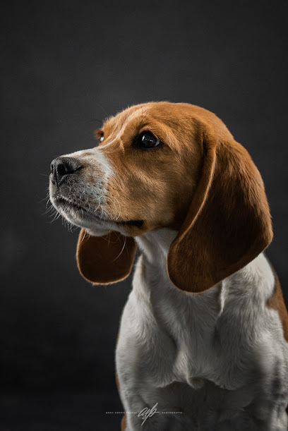 Beagles Des Courants Du Nant, Éleveur De Chiens à Féternes