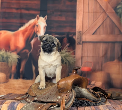 Wonders Of The World : Élevage De Chiots Lof Carlin, Welsh Corgi Pembroke, Dans Le Calvados, Normandie Éleveur De Chiens à Valorbiquet
