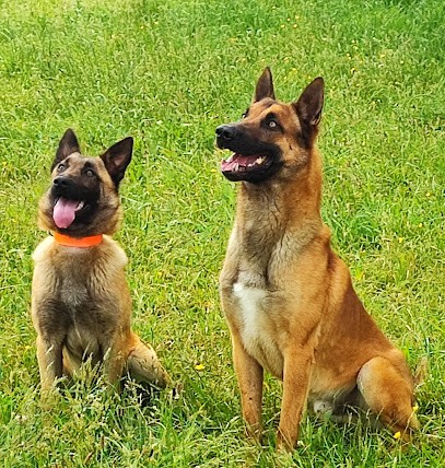 Élevage Canin Vom Schloss Rickens, Eleveur de Chiens à Miossens-Lanusse