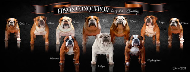 Edson Conqueror - Élevage Bulldog Anglais, Éleveur De Chiens à Argentan