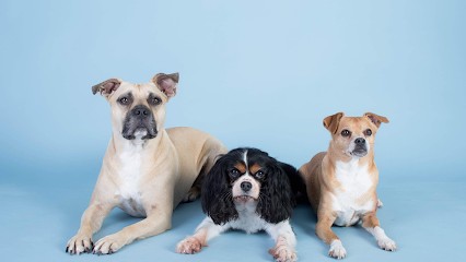 G'duc Ton Chien, Dresseur de Chiens à Lieu-Saint-Amand