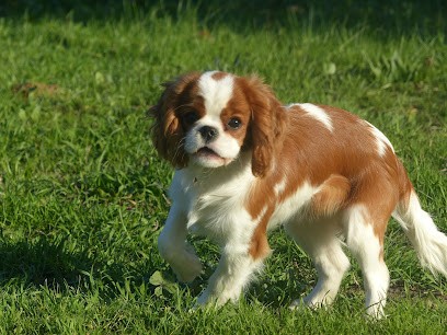 Élevage des British Ladies: Petit élevage familial de Cavaliers King Charles en Hérault France, Eleveur de Chiens à Montagnac