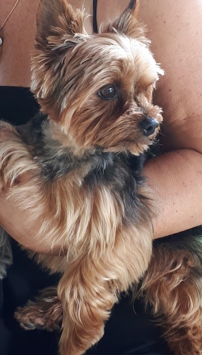 Les Lisières d'Arraga: Elevage de Yorkshire Terrier , Yorkshire Biewer et Golden Retriever, Eleveur de Chiens à Maillères