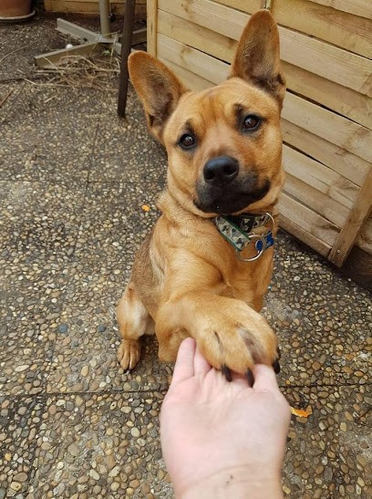 Didier Faivre | Éducateur Comportementaliste Canin, Dresseur de Chiens à Sorgues