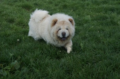 Domaine de goes kuard : Élevage de Terre-Neuve, Chow-chow, et Golden Retriever dans l'Aisne, Hauts de France, Eleveur de Chiens à Fesmy-le-Sart