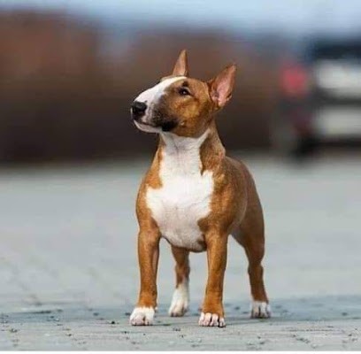 D.R.B, Eleveur de Chiens à Maing