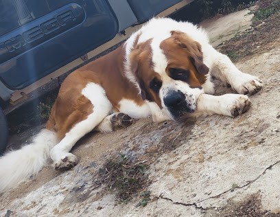 Can'idéal, Dresseur de Chiens à Thorigné-sur-Dué