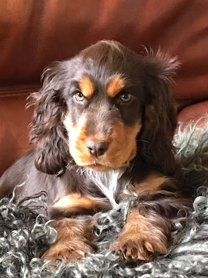 Le Domaine de Sirius, Eleveur de Chiens à Séglien