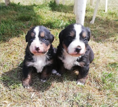 Élevage de Bouvier Bernois De La Terre Celtique, Eleveur de Chiens à Commana