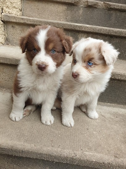 Elevage Du Royaume De Candice, Eleveur de Chiens à Orquevaux