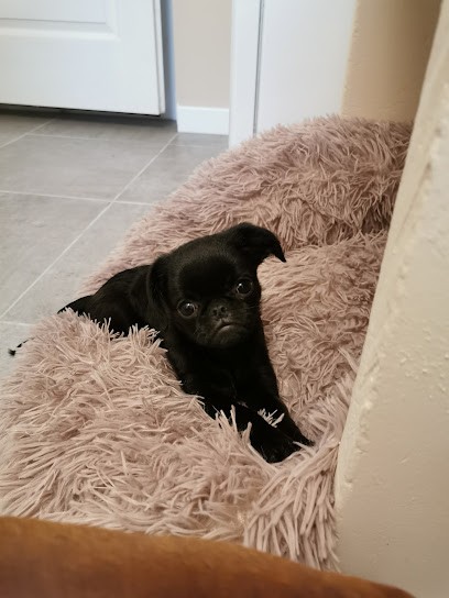 Élevage Canin De L'Orée Des Montagnes Noires, Eleveur de Chiens à Lannéanou