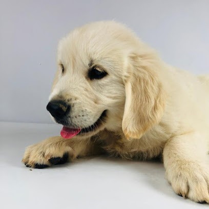 Élevage Canin Du Clos De Compostelle : Chiens Labrador , Golden retriever, Carlin, Cavalier king charles, Tarn-et-Garonne, Eleveur de Chiens à Lacour