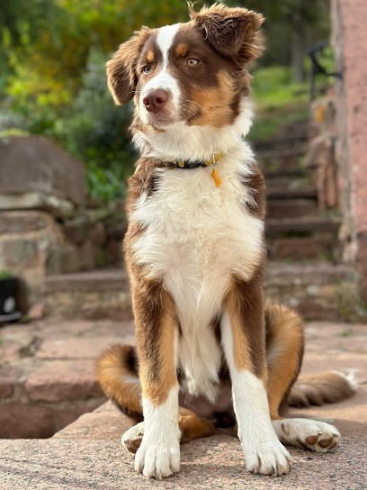 Élevage De La Terre Du Fackenthal, Eleveur de Chiens à Rosheim