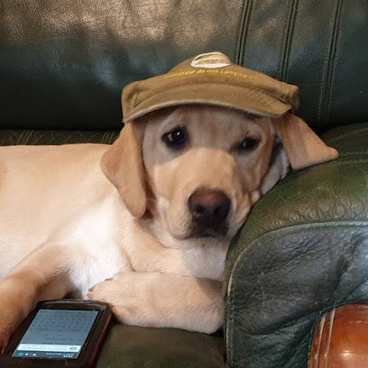 Labrador Du Verger Des Plaines, Eleveur de Chiens à Précy-sur-Vrin