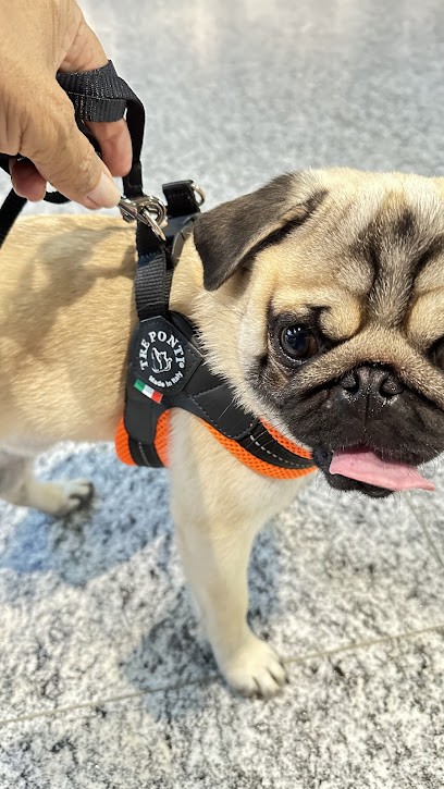 Des Gardiens De L’Indalo, Eleveur de Chiens à La Côte-Saint-André