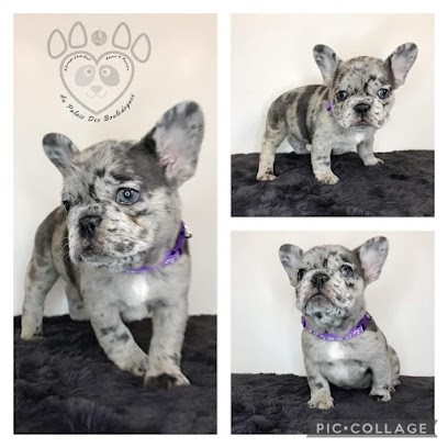 Au palais des bouledogues, Eleveur de Chiens à Châlons-en-Champagne