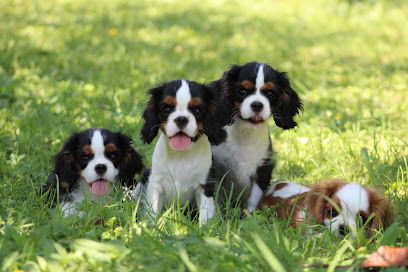 Elevage Des Légendes Du Sud / Cavalier King Charles Et Shih Tzu, Éleveur De Chiens à Loriol-du-Comtat