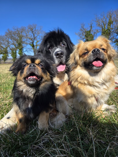 Les Petites Truffes De Dalye, Pension Pour Chien à Frayssinet
