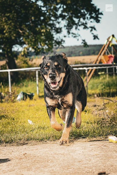 Educ Aventure 77, Dresseur de Chiens à Leudon-en-Brie