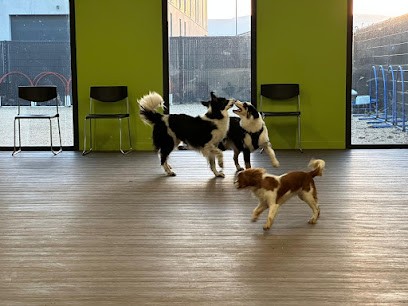 Coffee Dog, Dresseur de Chiens à Valence