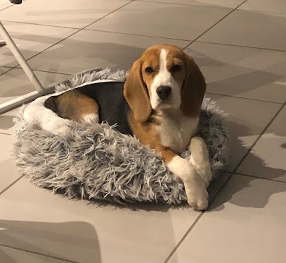 Le havre des animaux, Pension pour Chiens à Benfeld