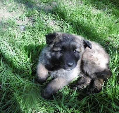 Domaine de Cauvigny, Eleveur de Chiens à Lesdins