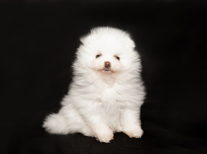 Du Rêve Dednassilem Éleveur De Chiens à Plan-de-Cuques