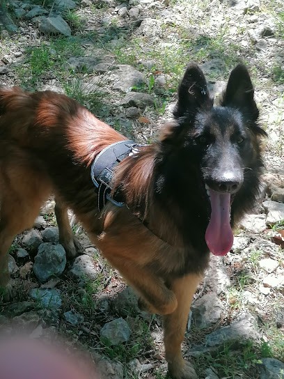 Les Bergers De La Combe, Eleveur de Chiens à Plan-d'Orgon