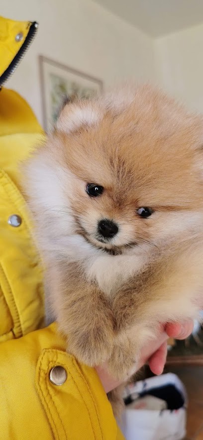 élevage pom's de luxe : élevage/vente spitz nain, pomeranien, Allemand, Eleveur de Chiens à Bourg-des-Comptes
