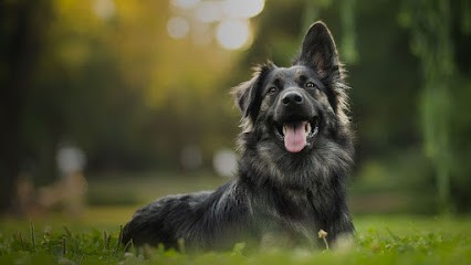 Grégory TOURNEUR Coach canin à domicile spécialiste du comportement canin & felin, Dresseur de Chiens à Lombron