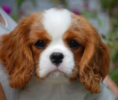 Elevage des Beylias, Eleveur de Chiens à Montagnac-d'Auberoche