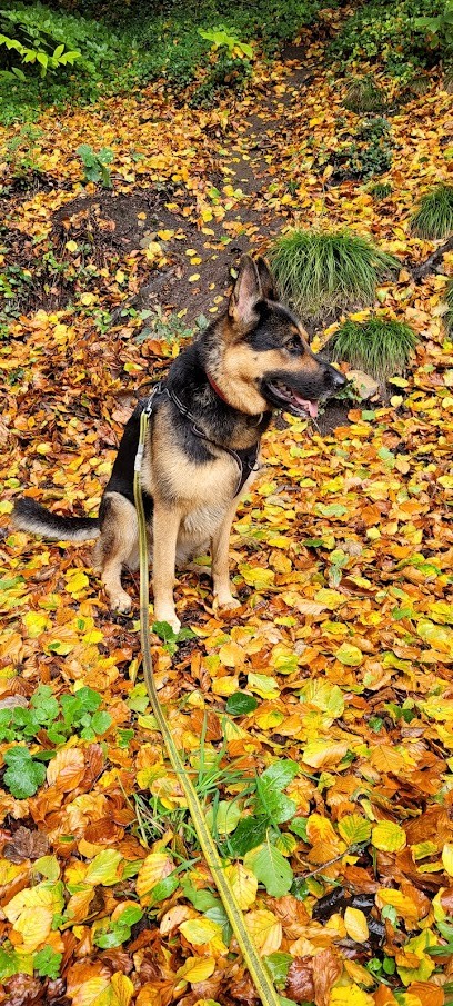 DK Dog - Camille LE MENEAH - Éducatrice Canin Comportementaliste - Le Tour Du Parc, Dresseur de Chiens au Tour-du-Parc